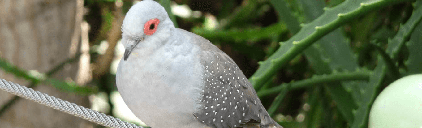 breeding news